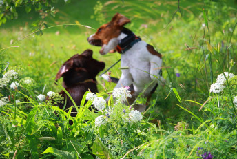 Playing Puppies