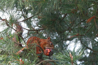 Squirrel eating a pine cone
