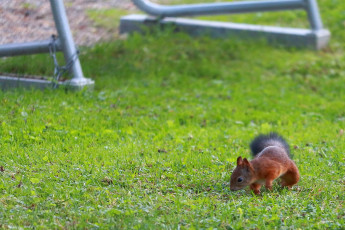 Squirrel at a park