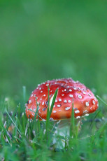 Fly agaric