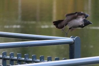 Hooded crow take a flight