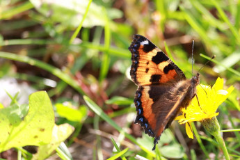 small tortoiseshell