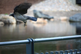 Hooded crow flying