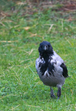 Hooded crow walking