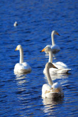Swimming whooper swans