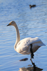 Whooper swan standing