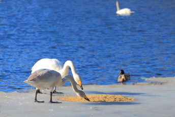 Whooper swans eating