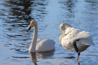 Whooper swan couple