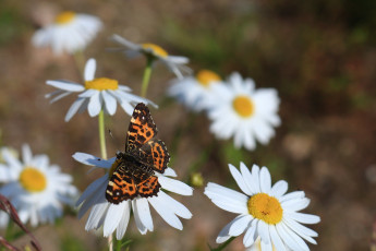 Map (butterfly) on a oxeye daisy