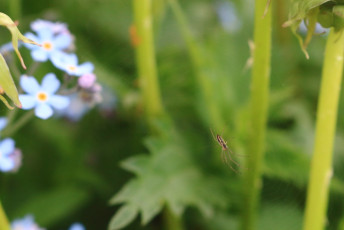 A spider