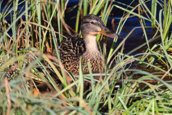 Mallard
