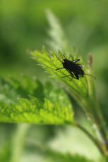A bug on a nettle