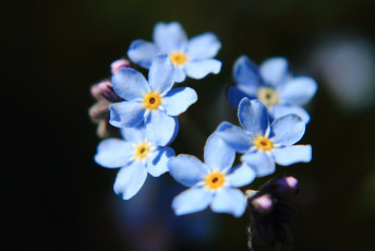 Forget-me-not