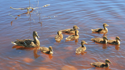 Ducklings #2