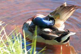 Mallard preening