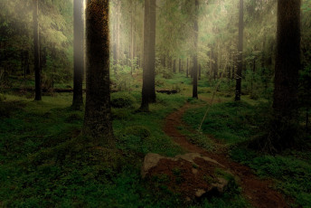 Forest