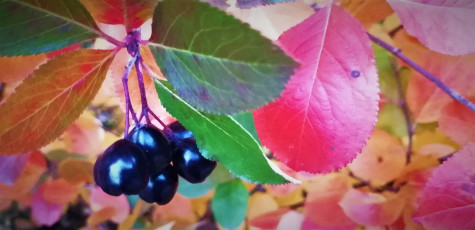 Fall berries