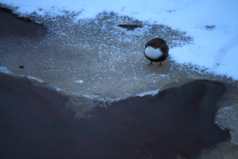 White-throated dipper on ice