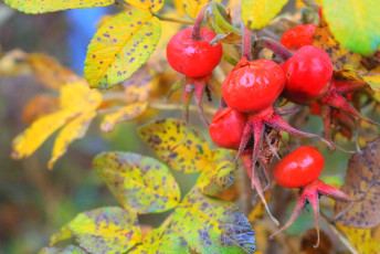 Rose hip