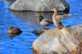 Mallard stretching wings