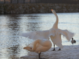 Swan showing off