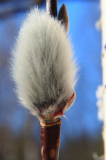 Pussy willow catkin