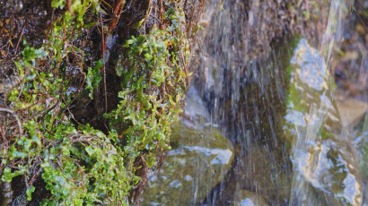 Water plant