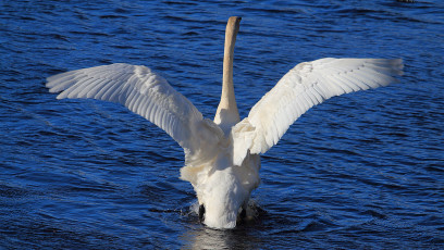 Swan ready to lift off