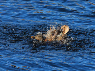 Mallard splashing