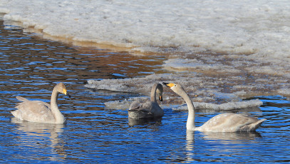 Three young swans