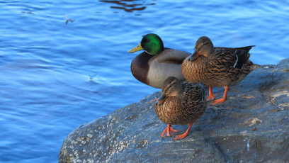 Three mallards