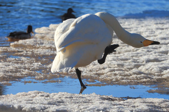 Swan scratching