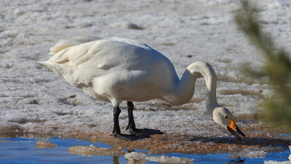 Eating swan