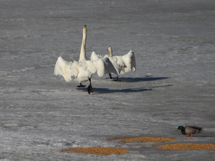 Running swans