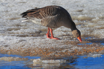 Greylag goose