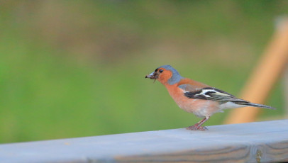 Chaffinch