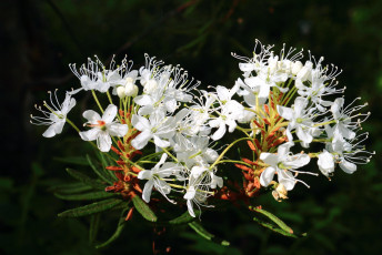 Labrador tea