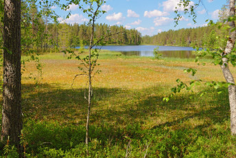 Swamp