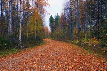 Path of leaves