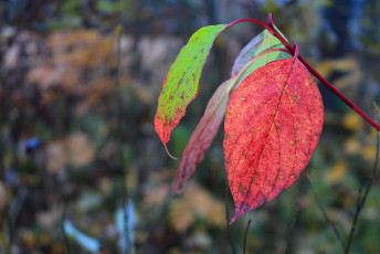 Fall leaves