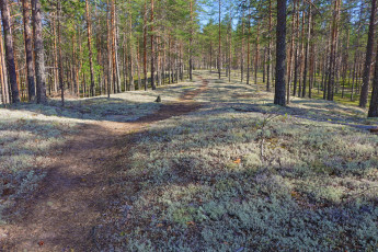 Path through lichen