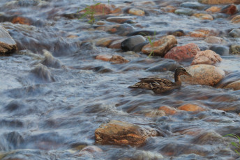 Mallard and rocks