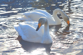Glowing couple