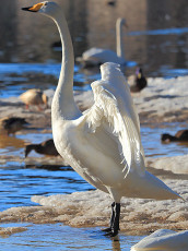 Swan standing