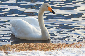 The swan and food