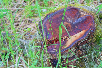 Tree Stump