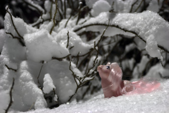 Baby Cotton Candy in the Snow