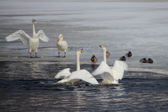 Swans