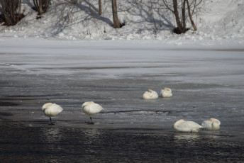 Resting swans