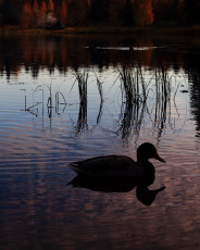 Mallard #3